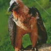 Bearded Vulture Diamond Painting