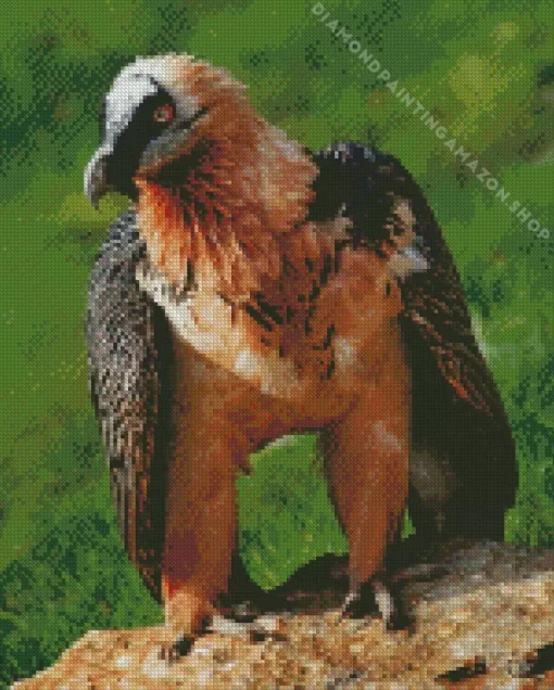 Bearded Vulture Diamond Painting