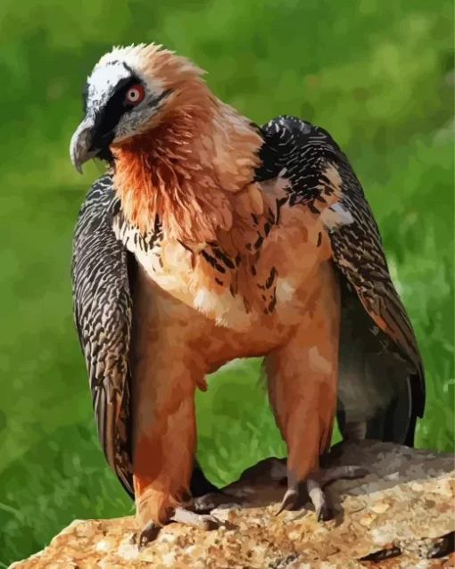 Bearded Vulture Diamond Painting