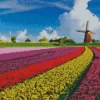 Tulips In Holland Diamond Painting