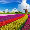 Tulips In Holland Diamond Painting