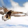 Golden Eagle Diamond Painting