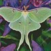 Luna Moth Diamond Painting