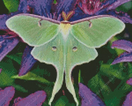 Luna Moth Diamond Painting