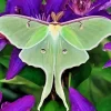 Luna Moth Diamond Painting