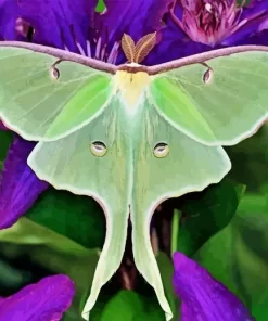 Luna Moth Diamond Painting