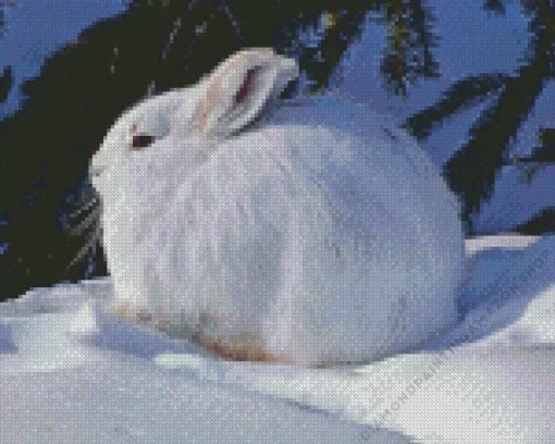 Cute Snowshoe Hare Diamond Painting