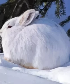 Cute Snowshoe Hare Diamond Painting