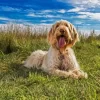 Cute Spinone Italiano Diamond Painting