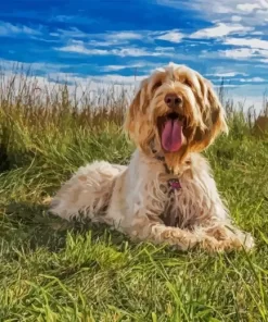 Cute Spinone Italiano Diamond Painting