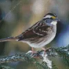 Throated Sparrow Diamond Painting