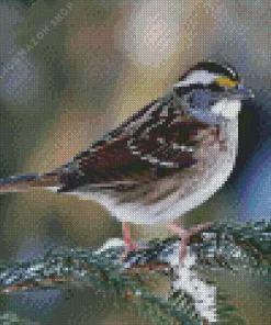 Throated Sparrow Diamond Painting