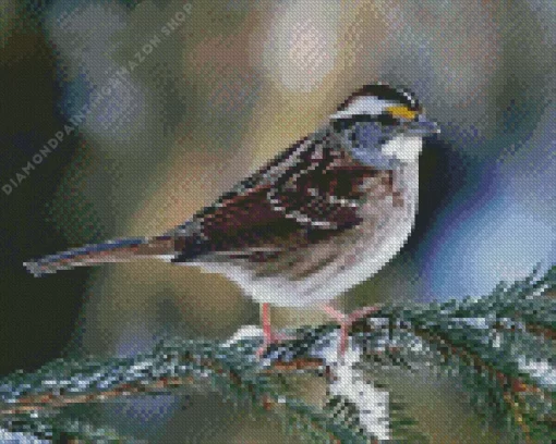 Throated Sparrow Diamond Painting