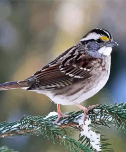 Throated Sparrow Diamond Painting