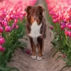 Dog In Tulips Field Diamond Painting