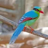 Common Green Magpie Diamond Painting