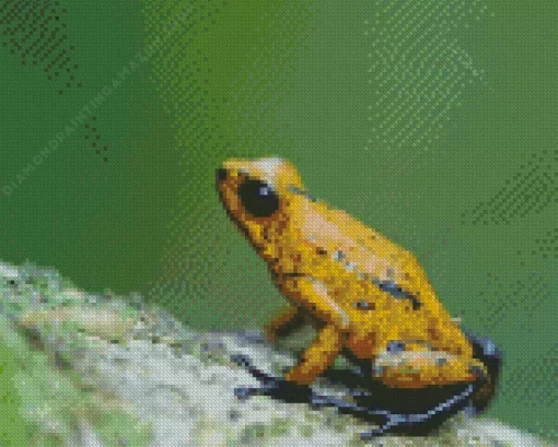 Yellow Dart Frogs Diamond Painting