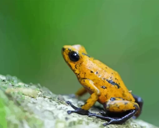 Yellow Dart Frogs Diamond Painting