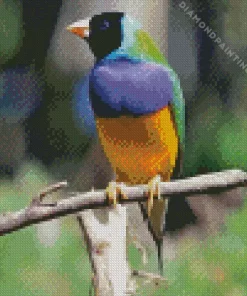 Small Gouldian Finch Diamond Painting