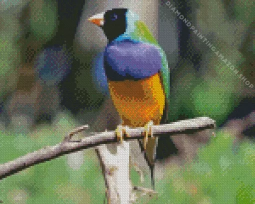 Small Gouldian Finch Diamond Painting