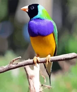 Small Gouldian Finch Diamond Painting