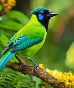 Green Jay Diamond Painting