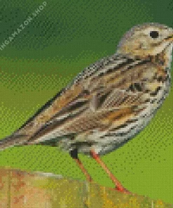 Meadow Bird Diamond Painting