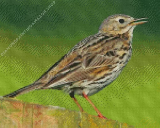 Meadow Bird Diamond Painting