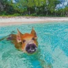 Pig In Beach Diamond Painting