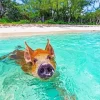 Pig In Beach Diamond Painting