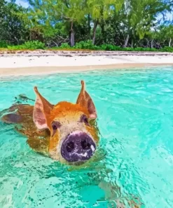 Pig In Beach Diamond Painting