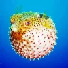 Cute Puffer Fish Diamond Painting