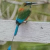 Aesthetic Motmot Diamond Painting