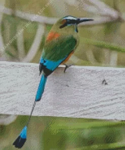 Aesthetic Motmot Diamond Painting