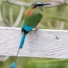 Aesthetic Motmot Diamond Painting