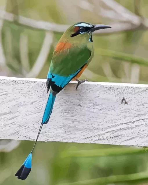 Aesthetic Motmot Diamond Painting