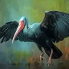 Black Ibis Art Diamond Painting