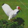 White Ibis Diamond Painting