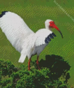 White Ibis Diamond Painting