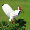 White Ibis Diamond Painting