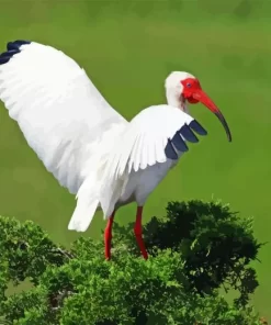 White Ibis Diamond Painting