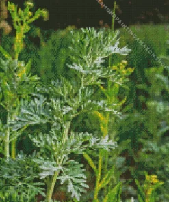 Artemisia Plant Diamond Painting