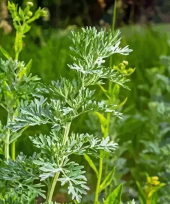 Artemisia Plant Diamond Painting