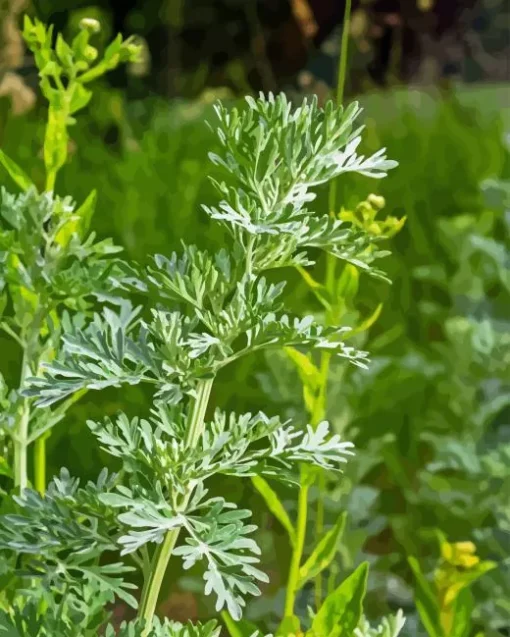 Artemisia Plant Diamond Painting