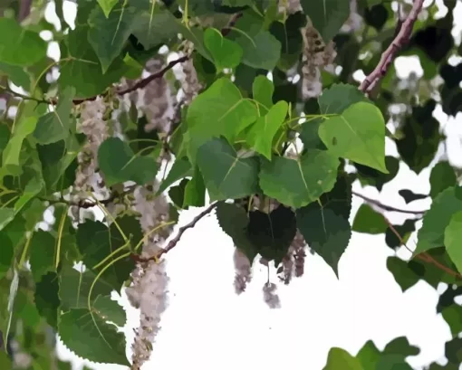 Cottonwood Tree Diamond Painting