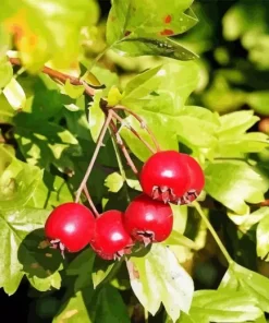 Hawthorn Tree Diamond Painting