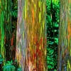 Rainbow Eucalyptus Diamond Painting