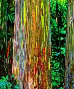 Rainbow Eucalyptus Diamond Painting