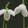 Snowdrops Diamond Painting