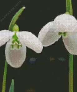 Snowdrops Diamond Painting